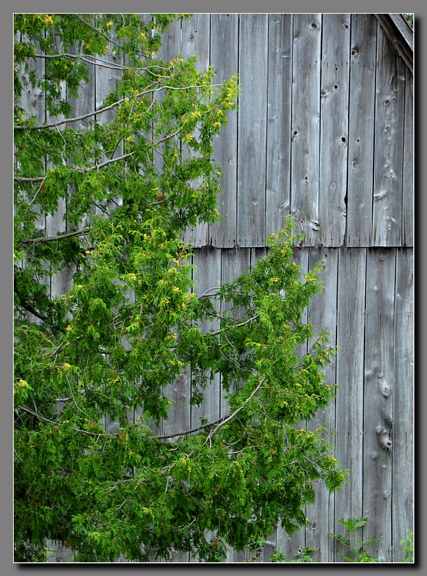Barn-1