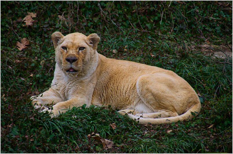 Lion_Mar21