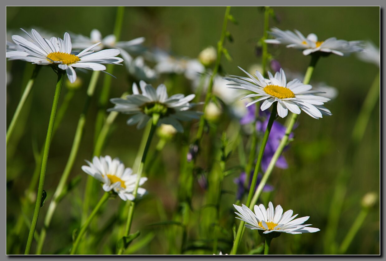 Garden-01